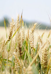 UNESCO Chair on Food, Culture and Development